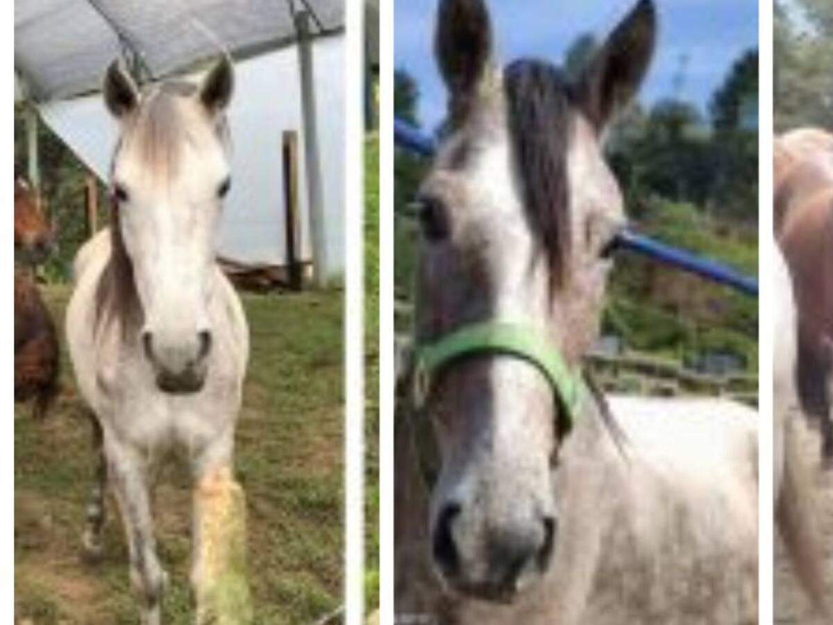 Hurtan tres equinos de una sede veterinaria de la Universidad del CES