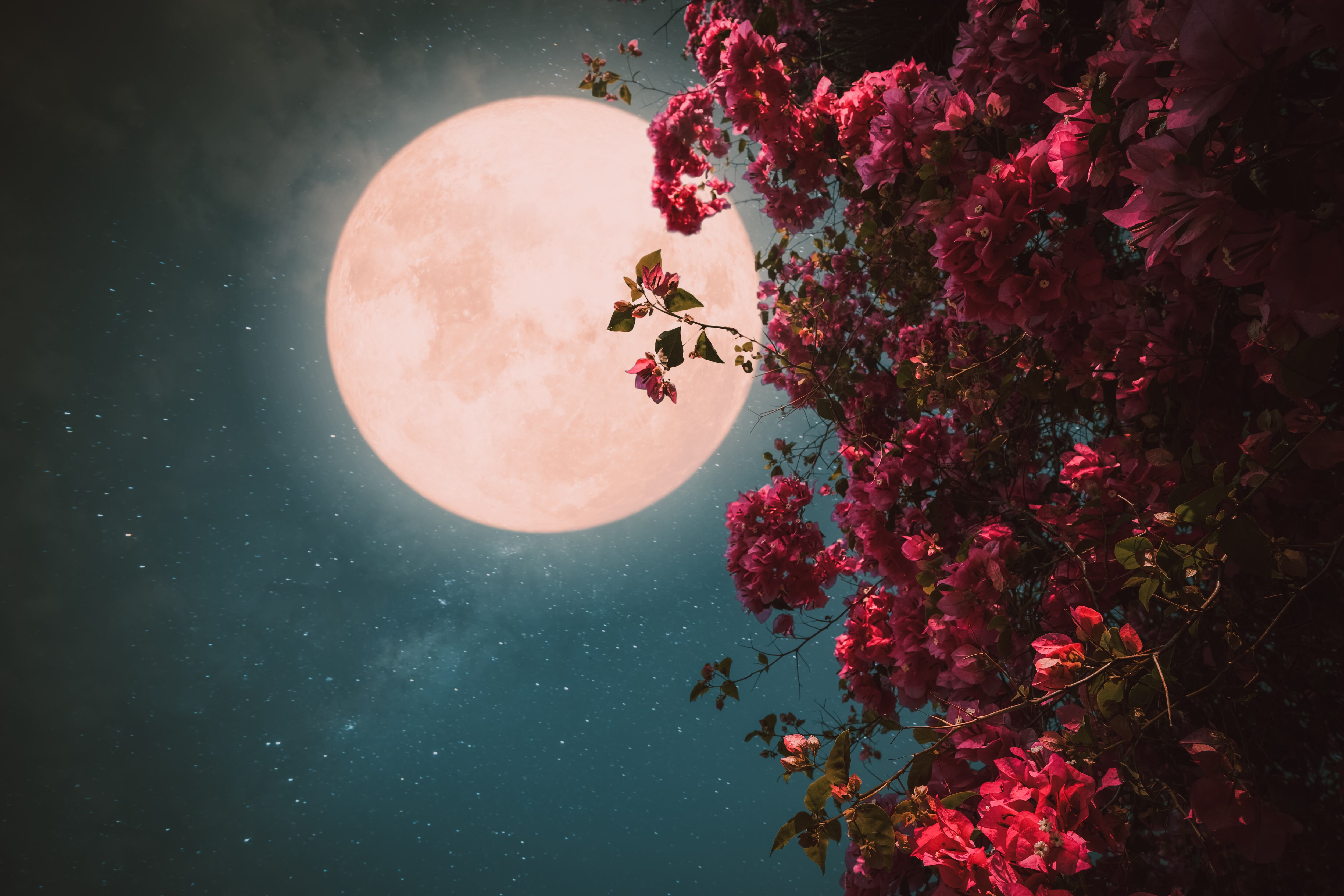 ¿Qué es la Luna Rosa?