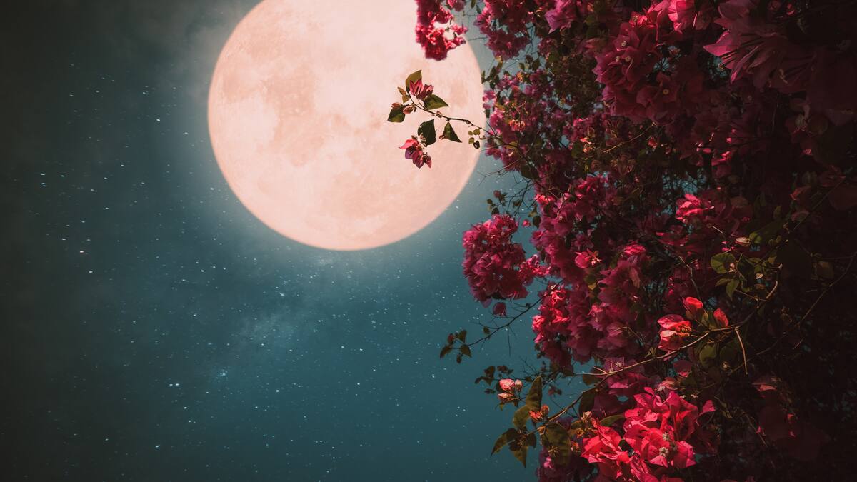 Se acerca la primera Luna llena Rosa de abril 2025 y se verá en Colombia: ¿cuál es su origen?