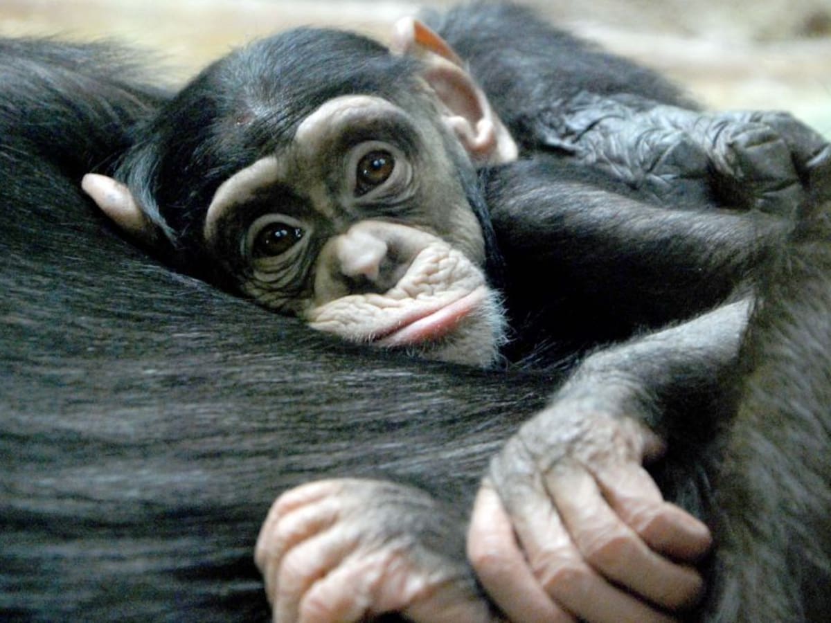 Mueren todos los gorilas y chimpancés por incendio en un zoológico