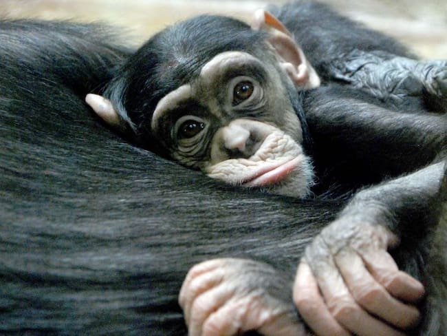 Mueren todos los gorilas y chimpancés por incendio en un zoológico