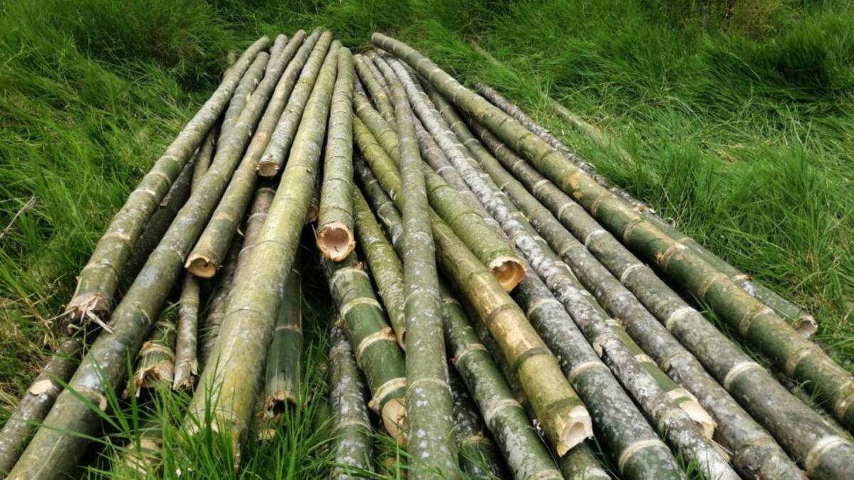 Incautaron cargamento de guadua ilegal en Risaralda