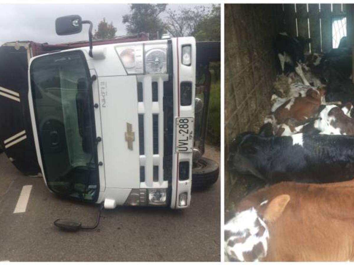 Enorme trancón en Autopista Norte por accidente de camión que transportaba ganado
