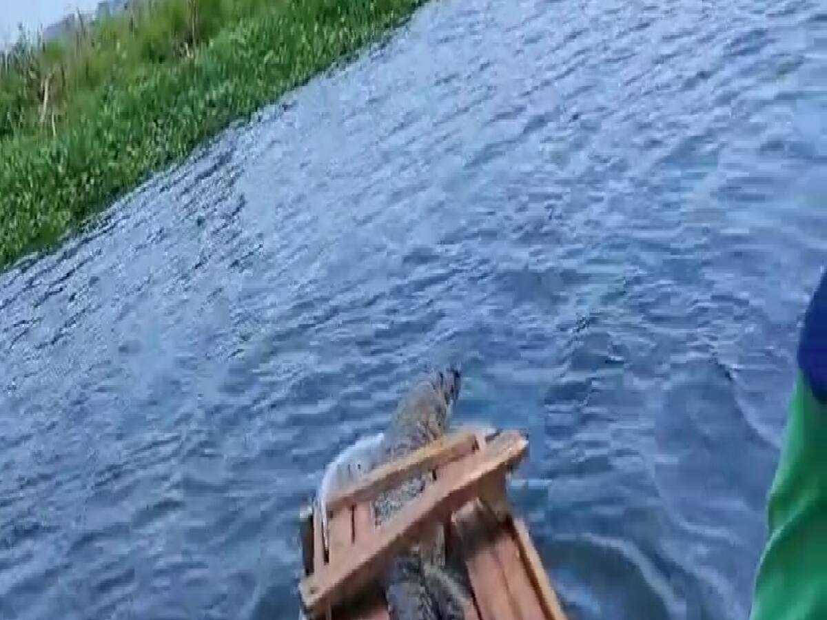 Liberaron caimán aguja de tres metros en ciénaga de Bolívar