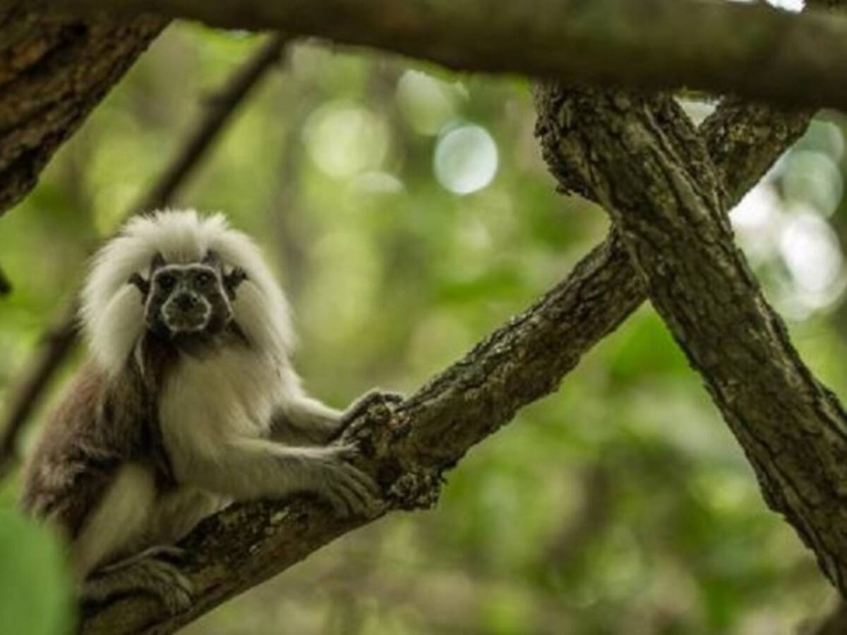 Así será la segunda parte del documental Colombia Magia Salvaje