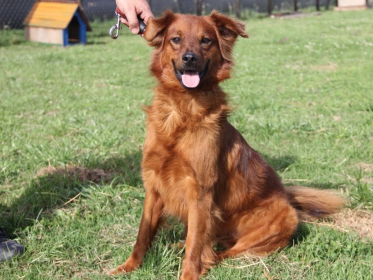 Más de 450 perros y gatos esperan ser adoptados en Zoonosis en Bogotá
