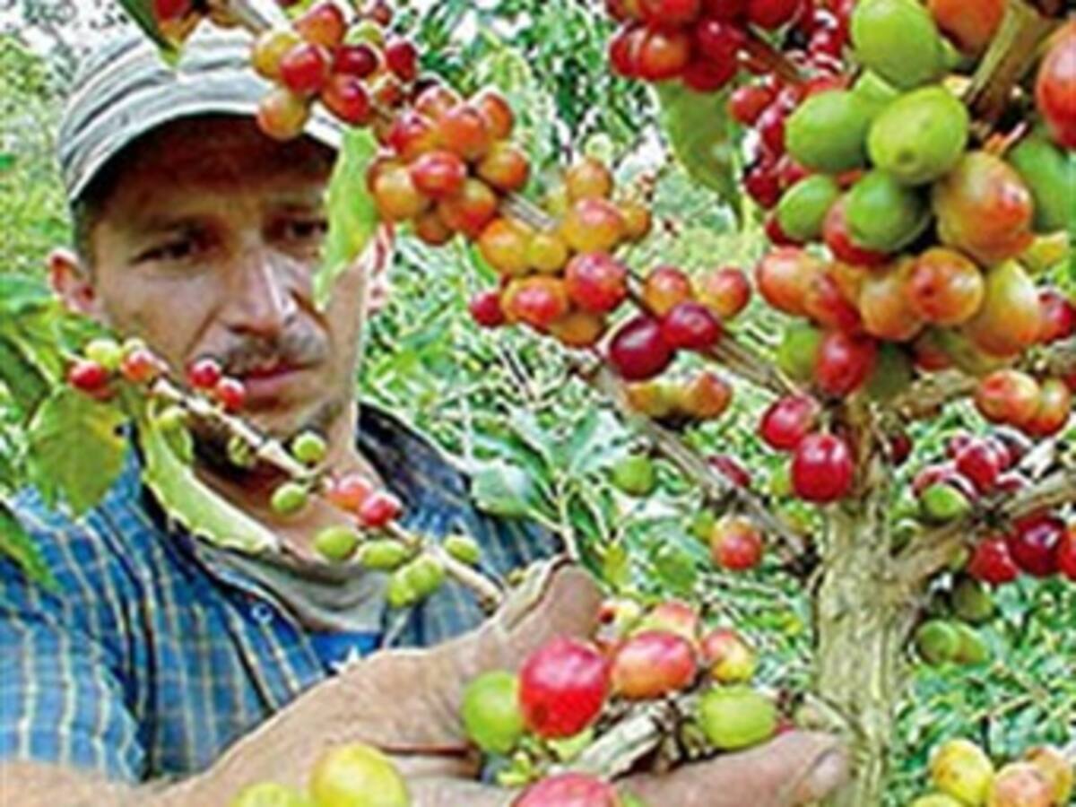 Declaratoria de paisaje cultural cafetero no les sirve a los caficultores colombianos