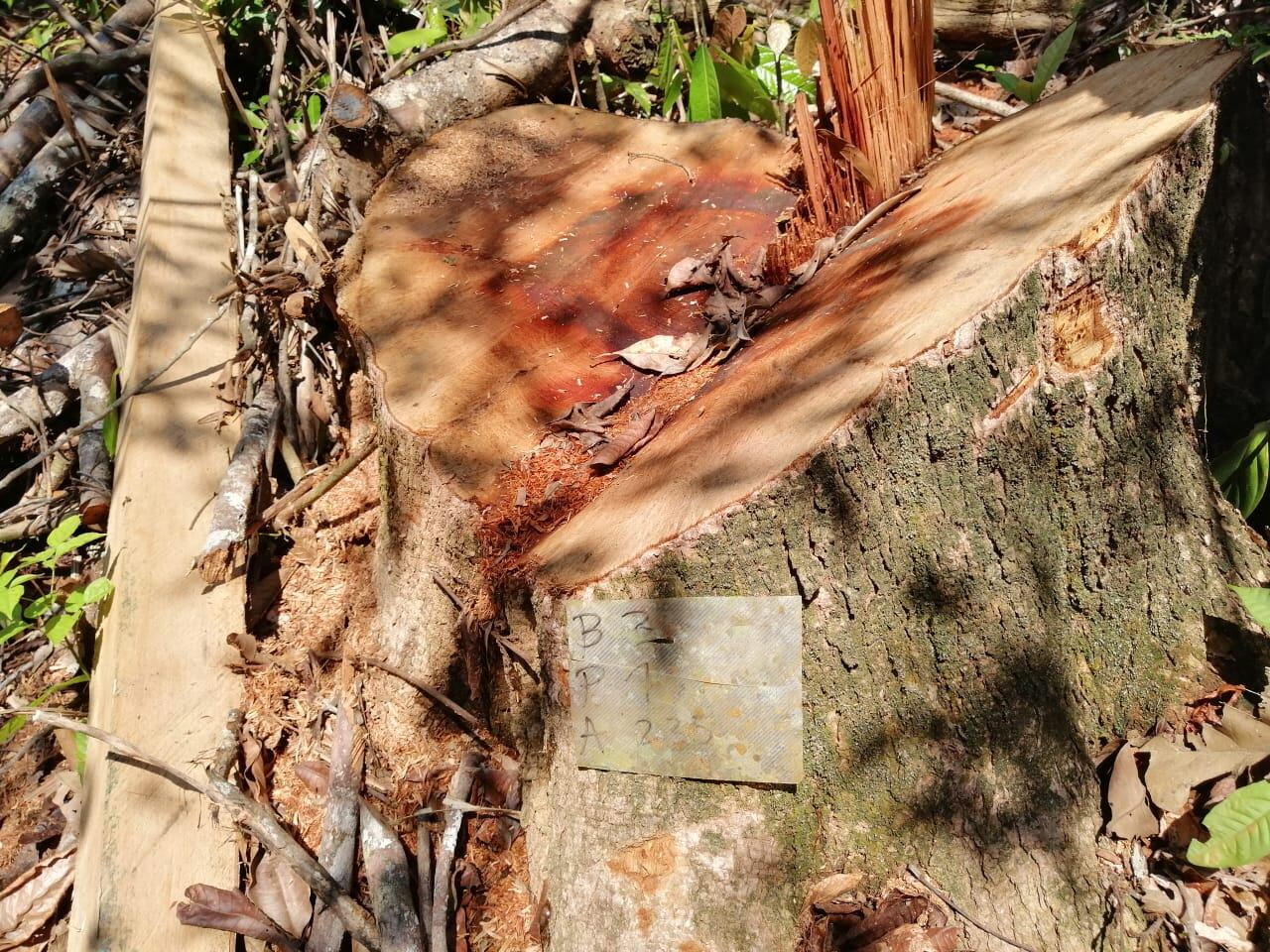 Una de las causas más frecuentes de la tala de árboles. Foro Redes Sociales Relacionada.