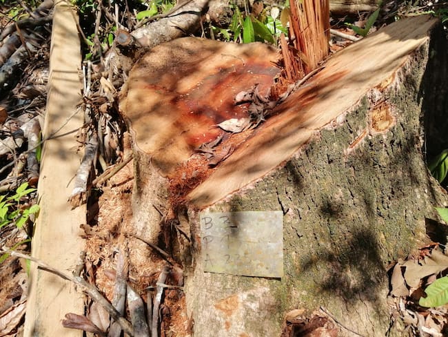 Una de las causas más frecuentes de la tala de árboles. Foro Redes Sociales Relacionada.