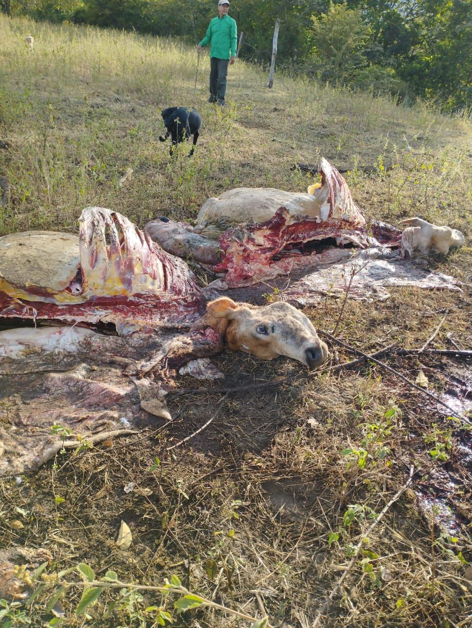 Ultimo hecho de carneo en Campoalegre en el Huila
