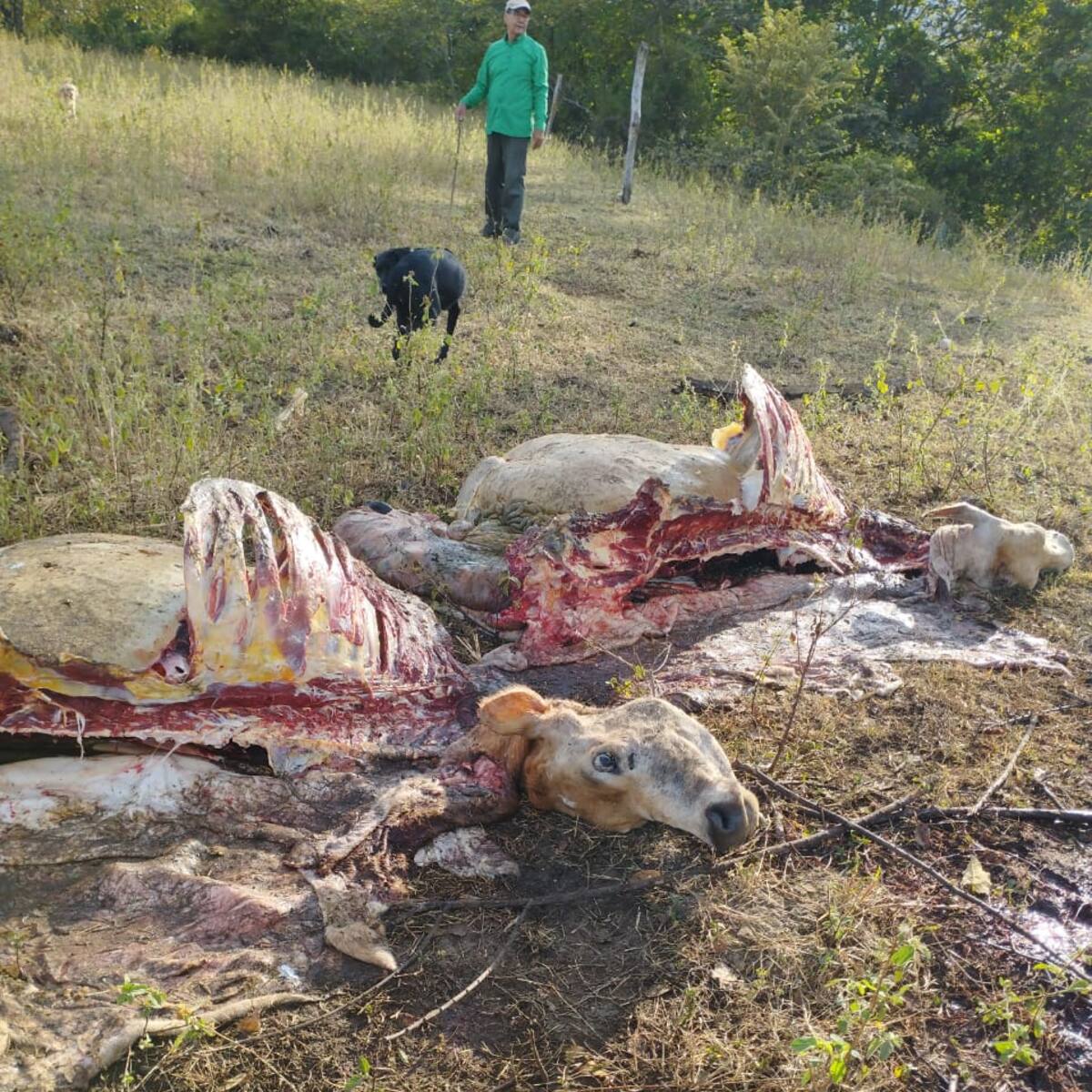 El carneo azota al sector ganadero del Huila: más de 200 cabezas de ganado robadas