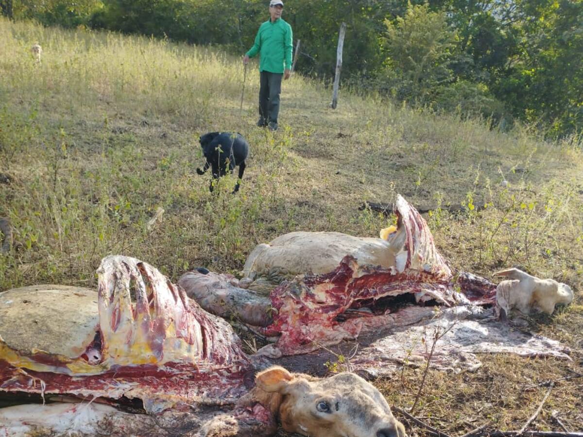 El carneo azota al sector ganadero del Huila: más de 200 cabezas de ganado robadas