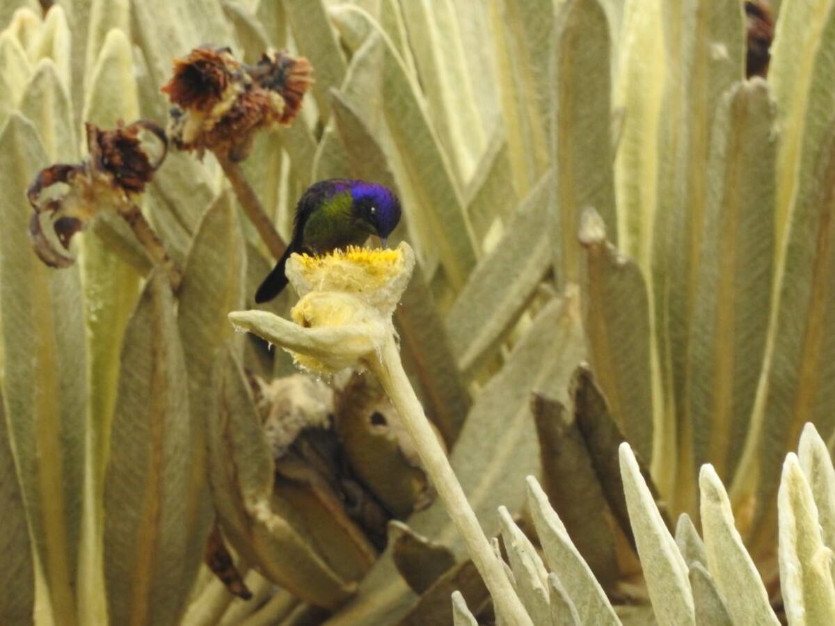 El colibrí pico espina (Ramphomicron microrhynchum) apareció en los valles de frailejones del páramo del Almorzadero durante la expedición. Esta ave habita en las zonas altas de Colombia, Bolivia, Ecuador, Perú y Venezuela.