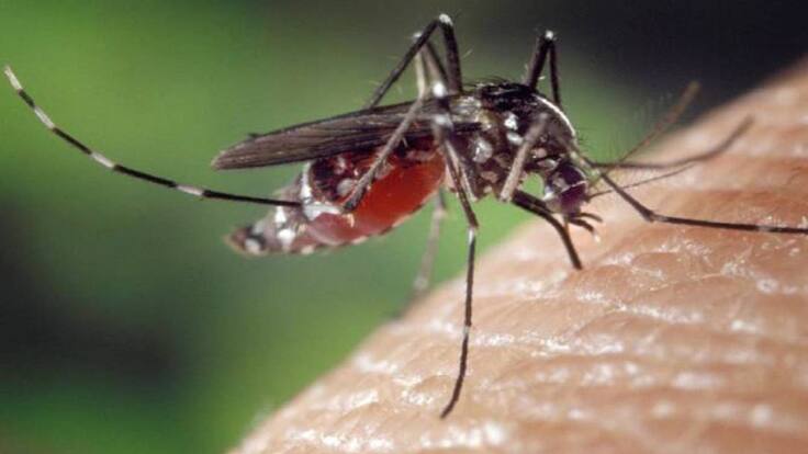 ¿Por qué aumentaron los zancudos en Medellín?