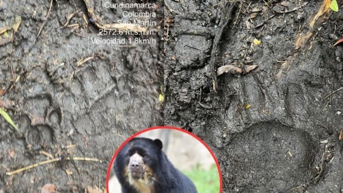 Video de un oso andino comiendo ganado genera preocupación en Machetá, Cundinamarca