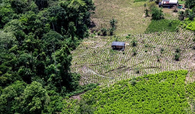 Erradicación de Cultivos 