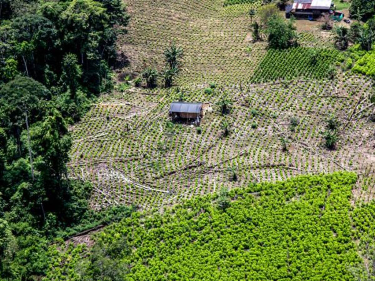 El porcentaje de resiembra de cultivos ilícitos es del 20%: Policía