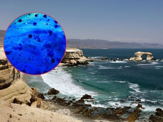 Imagen de referencia sobre las formas de vida encontradas en Chile. / Getty Images