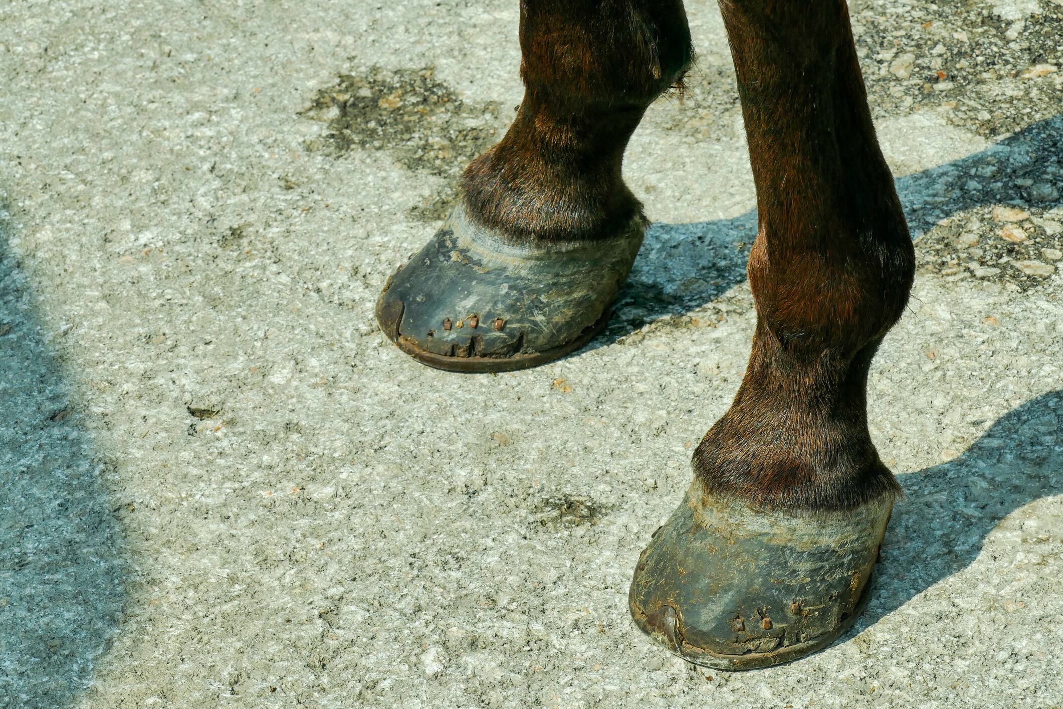 Patas de un caballo, imagen de referencia. Foto: Getty Images.