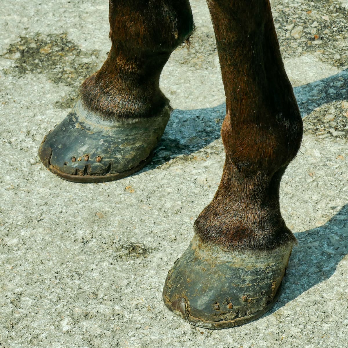 Joven de 23 años falleció tras patada de caballo en Mompox