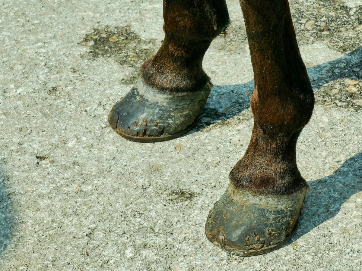 Joven de 23 años falleció tras patada de caballo en Mompox
