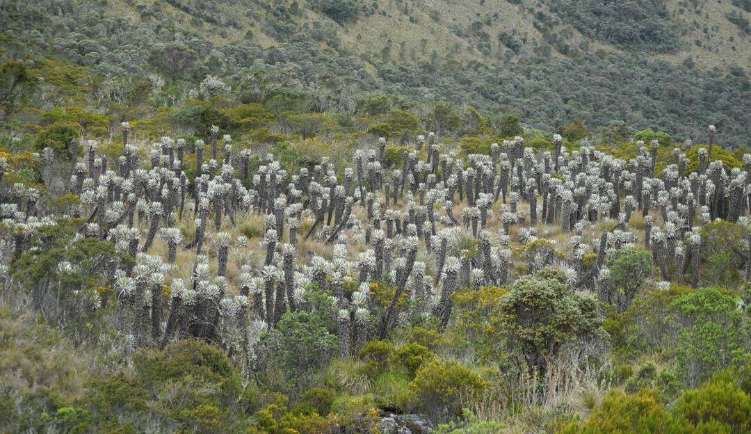 Según el Instituto Humboldt, nueve especies de frailejones en Guantiva-La Rusia están en un alto riesgo de desaparecer