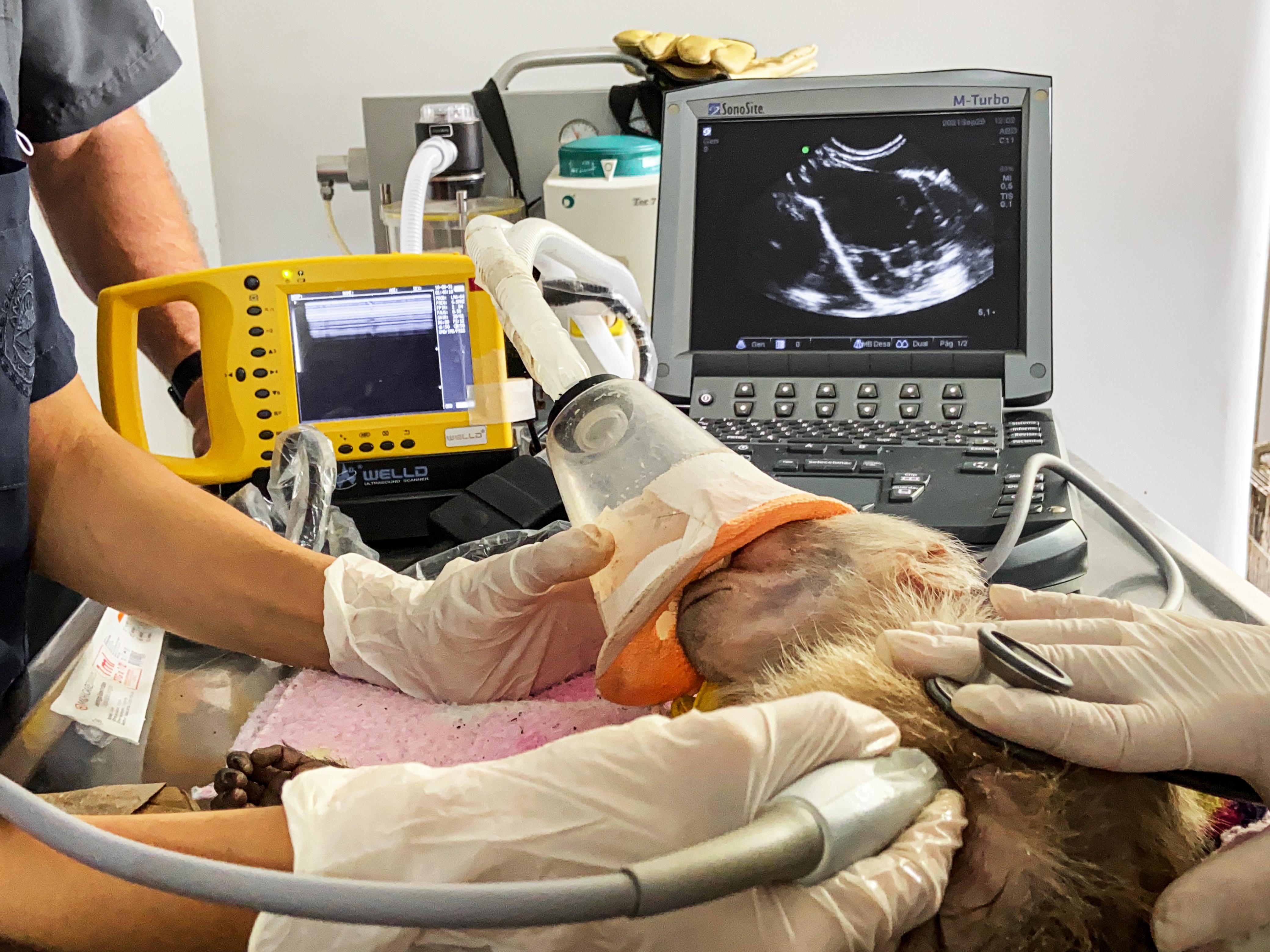 Foto: cortesía Área Metropolitana.