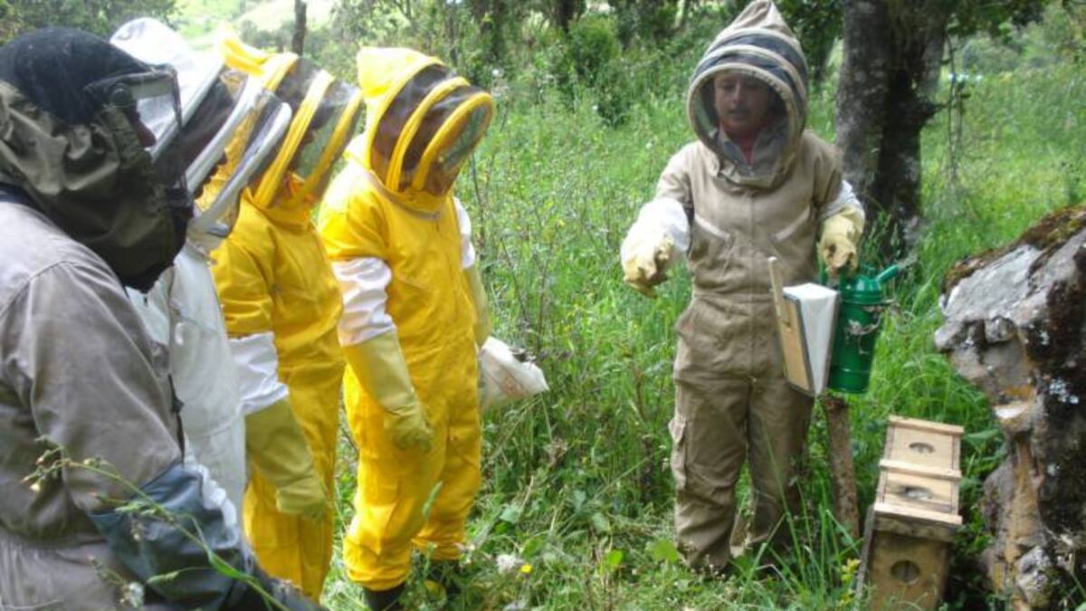 ¿Cómo salvar las abejas del exterminio?