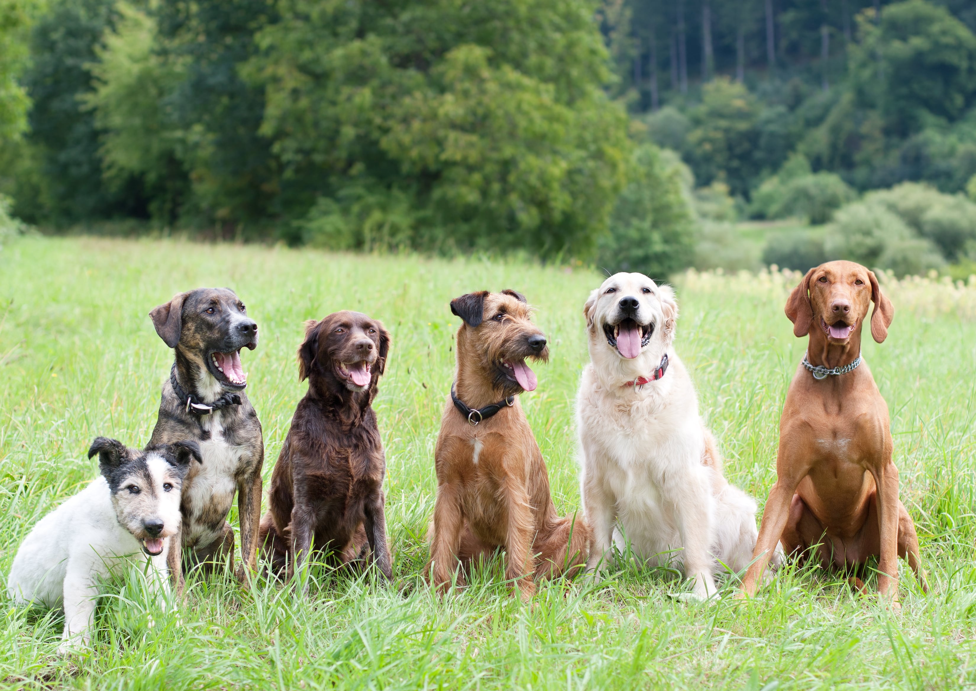 Perros en fila sentados en el cesped (Foto vía Getty Images)