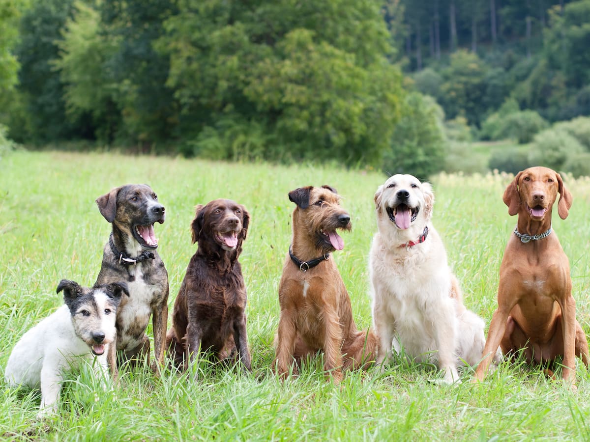 Las 5 razas de perros que menos viven y las 5 que más