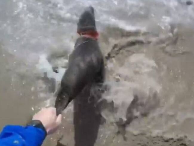 Hombre salvó a una foca luego de retirarle una basura de su cuello