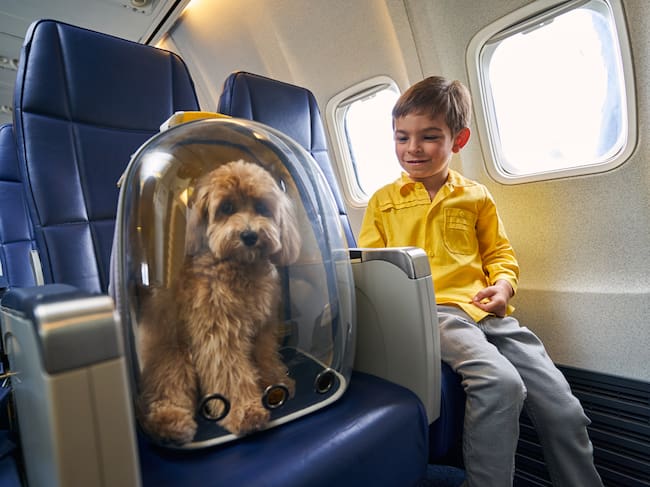 Smiling cute dark-haired boy looking at his poodle placed in a transparent pet carrier backpack