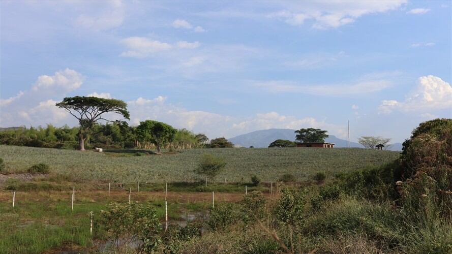 De acuerdo al presidente Juan Manuel Santos con este decreto "dos millones y medio de campesinos, a lo largo y ancho del país, se van a poder beneficiar/ Imagen de referencia. Foto: Colprensa