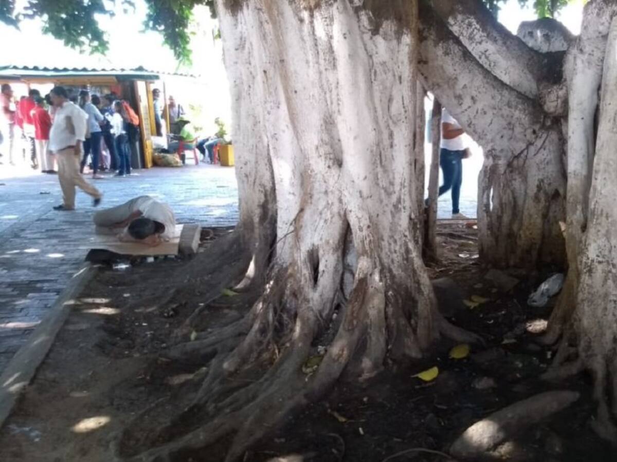 La crisis de los árboles en el centro histórico de Cartagena