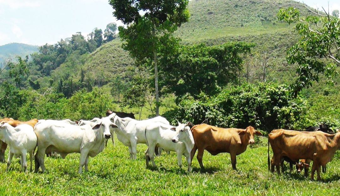 Más de 830 ganaderos del Huila no se podrán beneficiar de convenio firmado con el gobierno nacional.