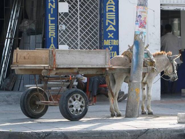 Concejo de Cartagena denuncia dilación para que se ponga en cintura vehículos de tracción animal