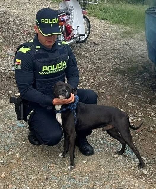 Perro maltratado por su propietario. Foto: El informador de occidente.