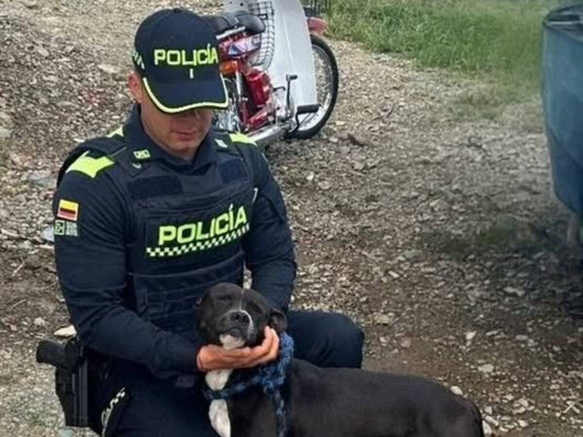 Un hombre será sancionado por agredir a su perro en Caldas, el canino está fuera de peligro