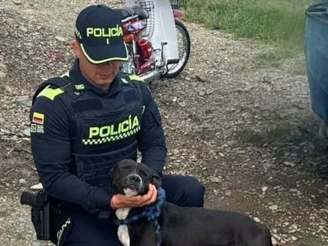 Perro maltratado por su propietario. Foto: El informador de occidente.