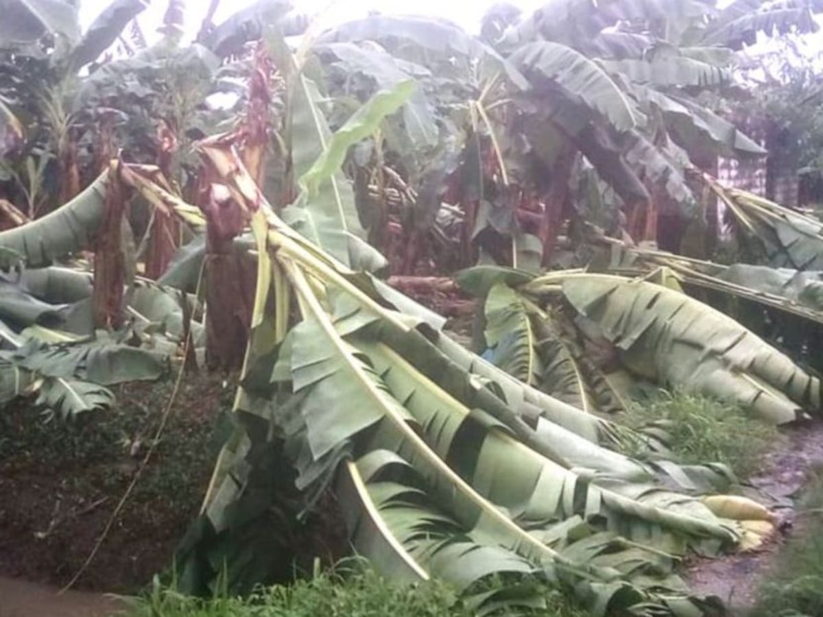 Mil hectáreas de banano afectadas por las fuertes lluvias en el Magdalena