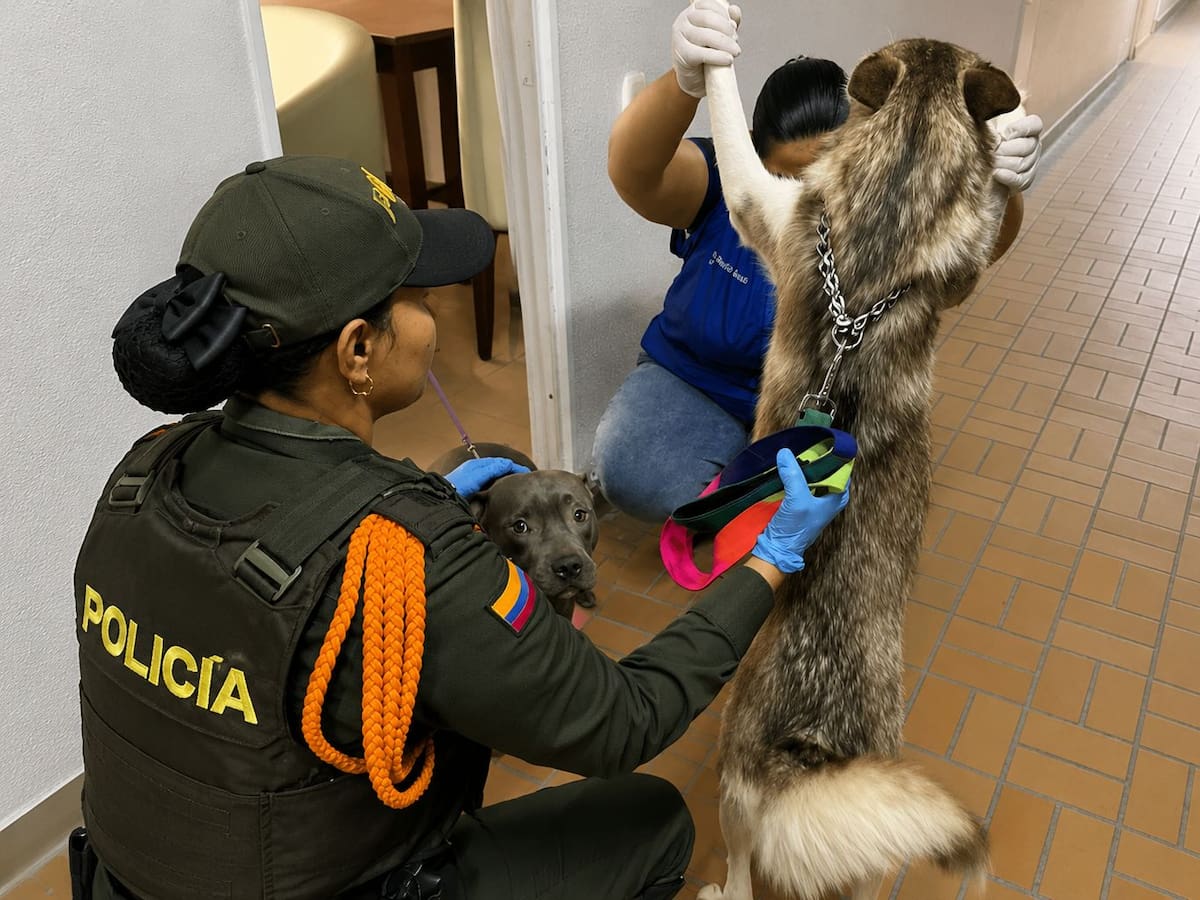 Citan a audiencia a presunto maltratador de sus mascotas en Bello