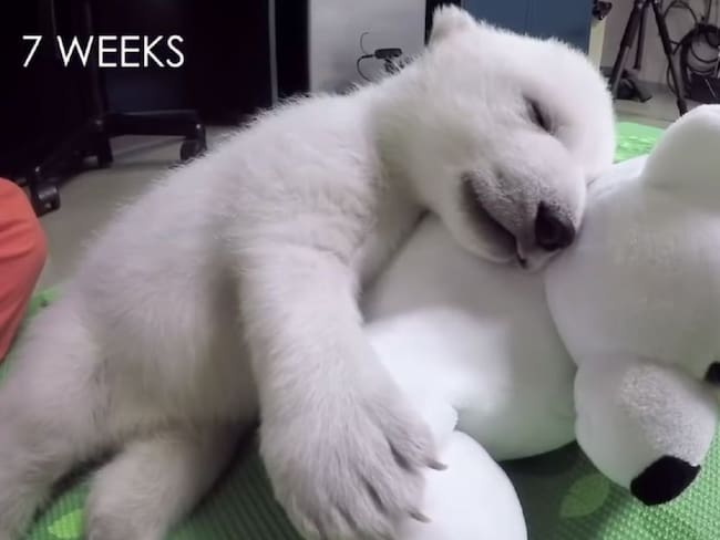 Tierna reacción de oso polar bebé huérfano al ver un oso de peluche