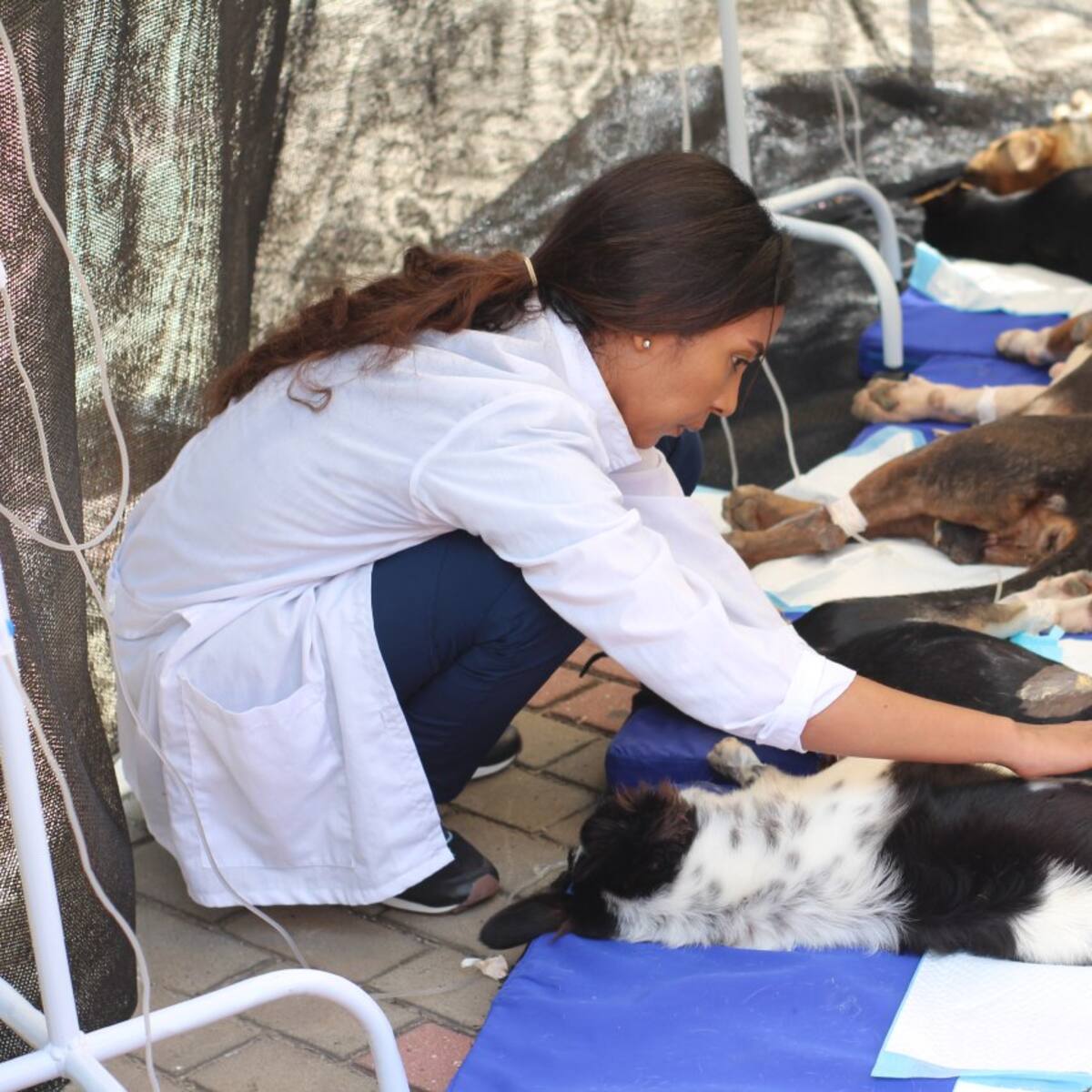 En Cartagena habrá esterilización masiva para perros y gatos en condición de calle