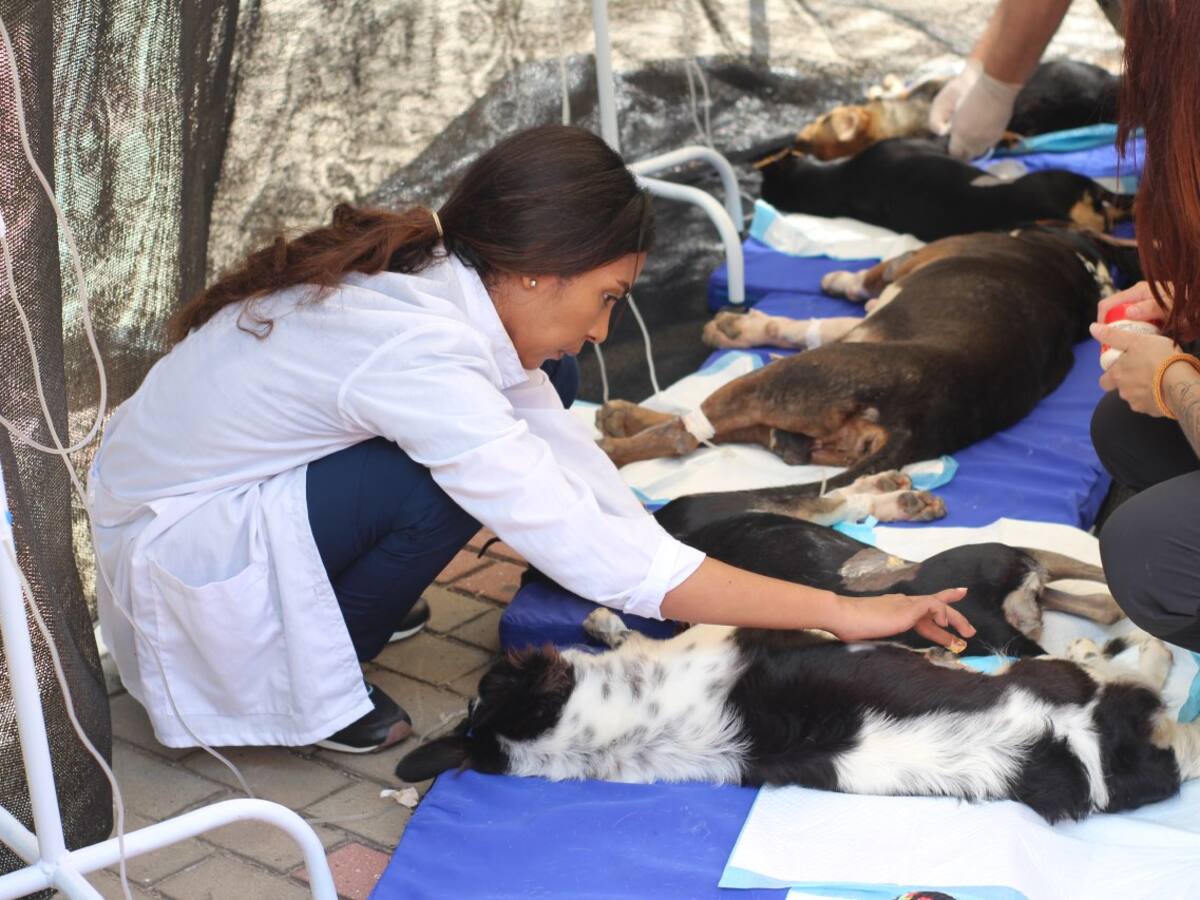 En Cartagena habrá esterilización masiva para perros y gatos en condición de calle