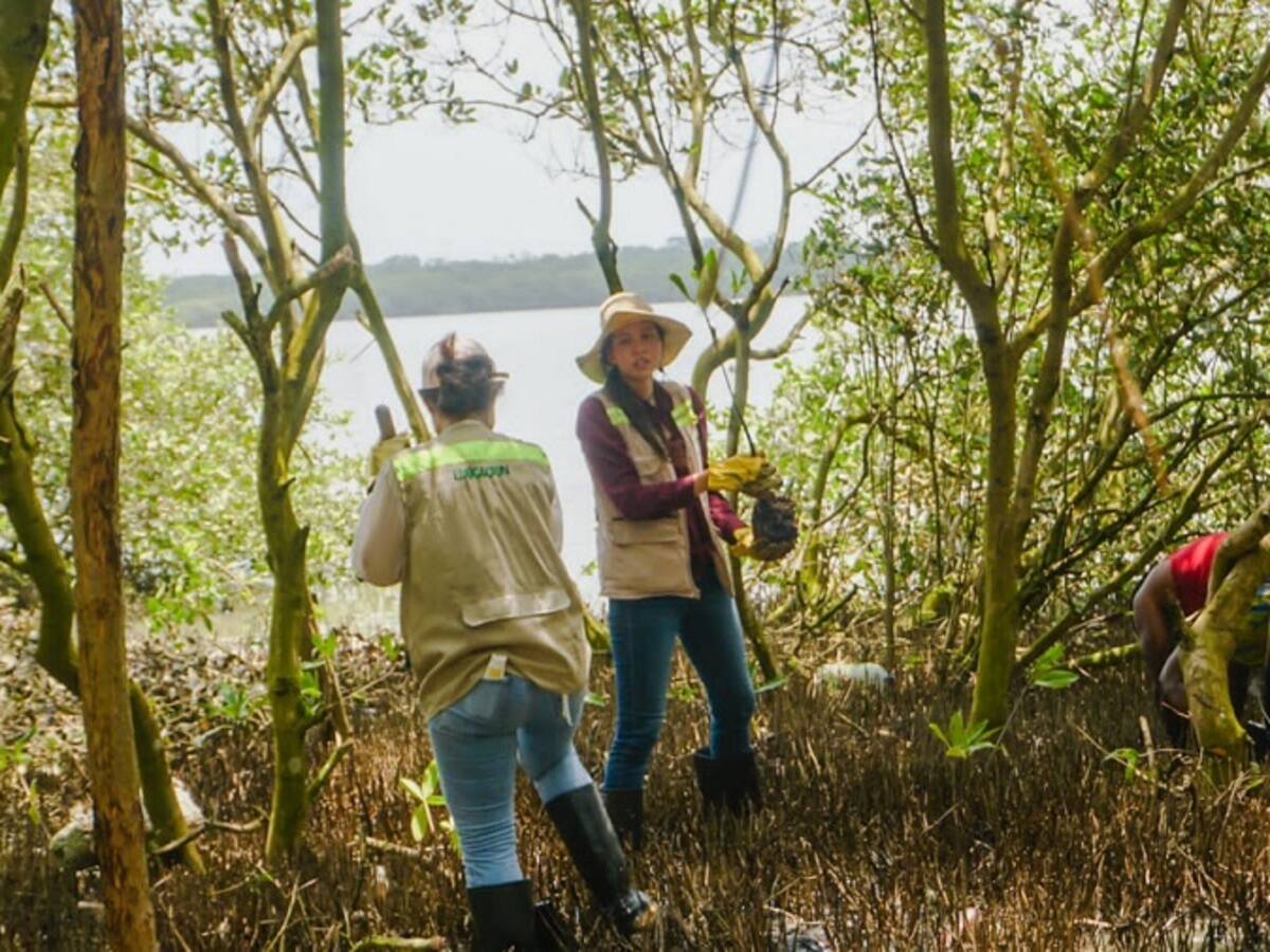 EPA Cartagena sembrará 40 mil mangles en orillas de la Ciénaga de la Virgen