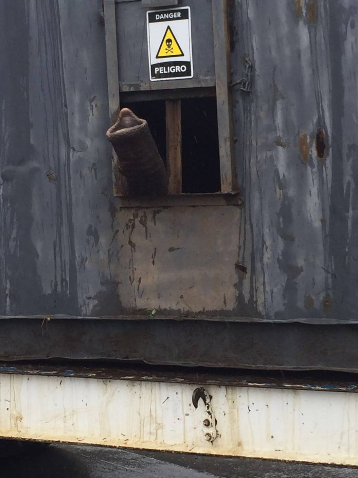 Sacaba su trompa, respiraba y pedía comida. Manzanas que son sus favoritas y de las que alcanza a consumir 40 diarias.
