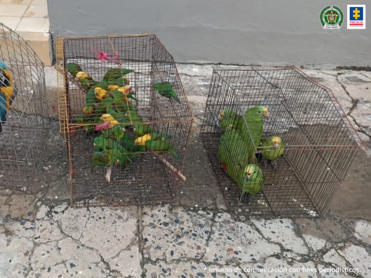 Un juez dejó en libertad a implicados en explotación de fauna silvestre en Córdoba