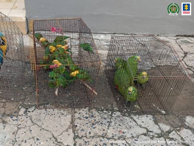 Un juez dejó en libertad a implicados en explotación de fauna silvestre en Córdoba