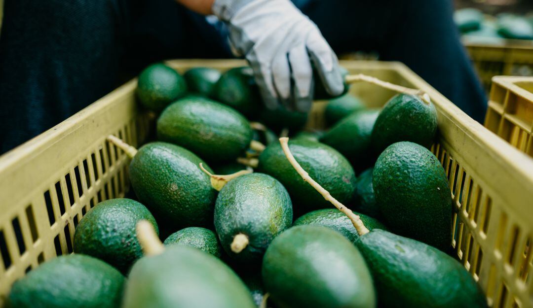 Imagen de referencia