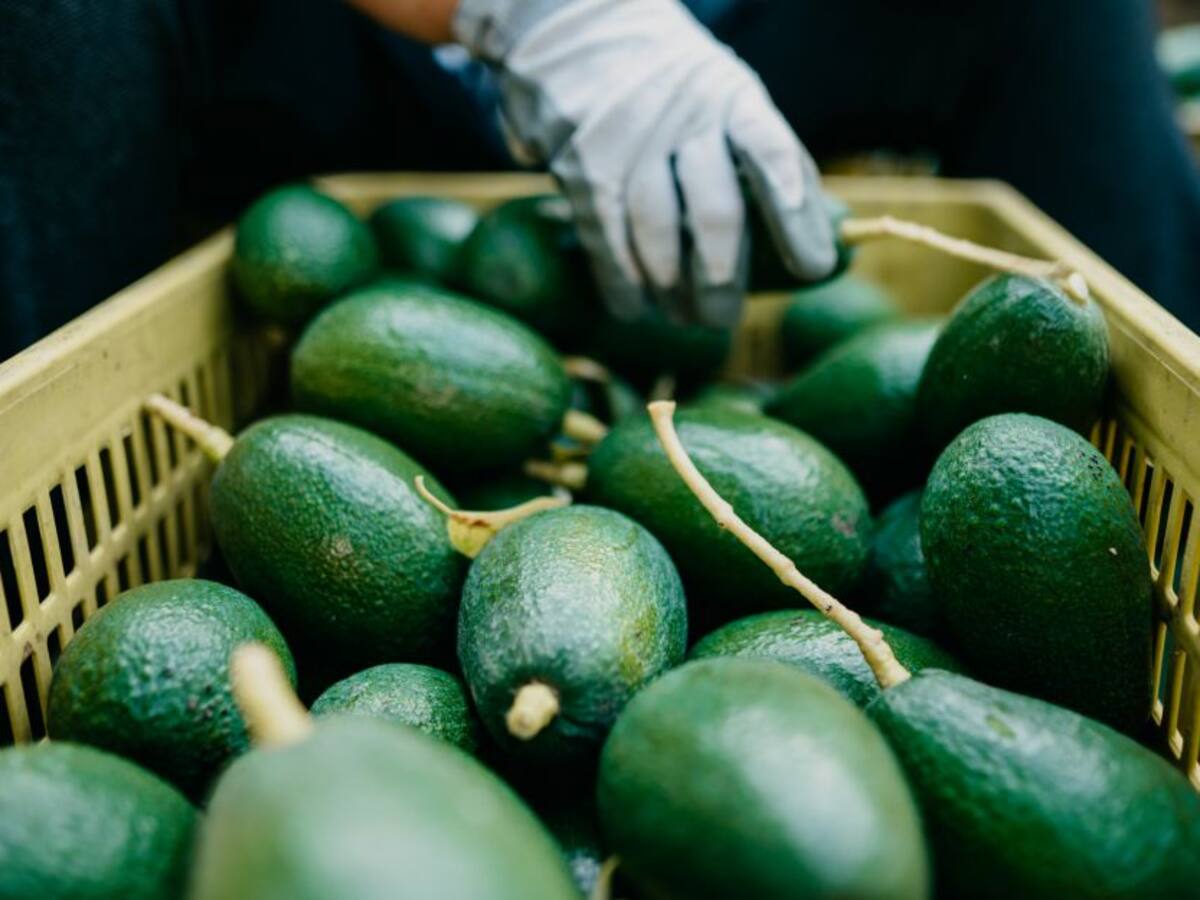 ¡Un éxito! Mercados campesinos han registrado ventas por 661 millones